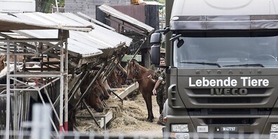 Das Militär transportierte im August 2017 rund 90 Pferde vom Hof in Hefenhofen ab.