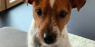 Waldo liest jeden Mittwoch und Samstag den Zürich24-Newsletter.