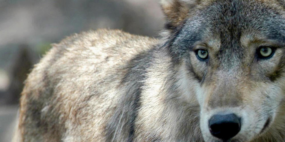 Der Glarner Bauernverband fordert von der kantonalen Jagdverwaltung nach dem Riss eines Kalbes durch Wölfe noch während der Weidesaison einzugreifen, um weitere Schäden zu vermeiden.