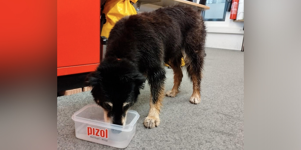 Neues Maskottchen für die Pizolbahnen: Hündin Mara fährt buchstäblich auf die Bergbahnen am Wangser Pizol ab.Pressebilder