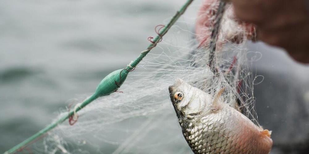Die Berufsfischer ziehen seit Jahren immer weniger Fische ins Boot. (Symbolbild)