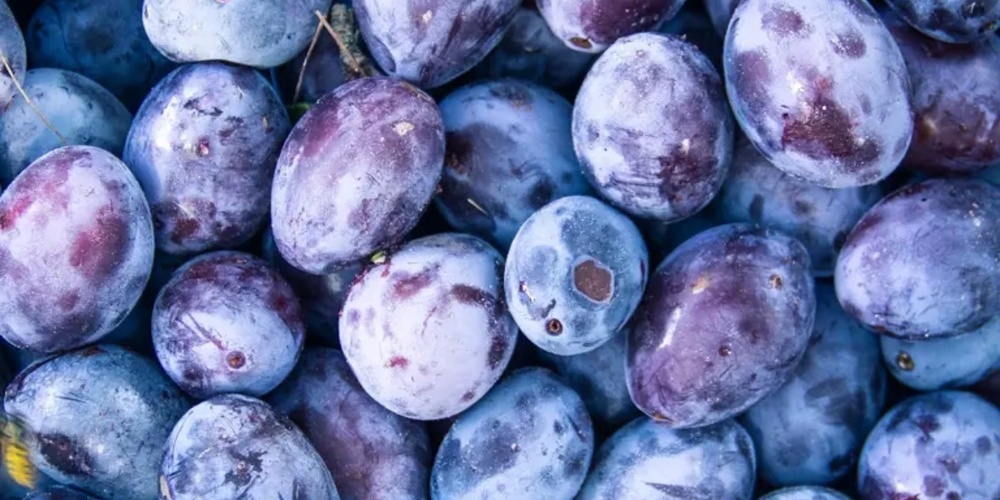 Die Zwetschge enthält verschiedene Vitamine, Ballaststoffe und Mineralstoffe wie Magnesium und Kalzium.