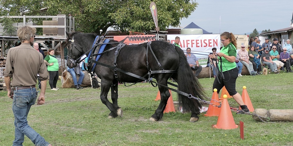 Die Rheintaler Holzrücker bei ihrem Wettkampf in Kriessern, hier mit Patricia Schmid und der Norikerstute Mona