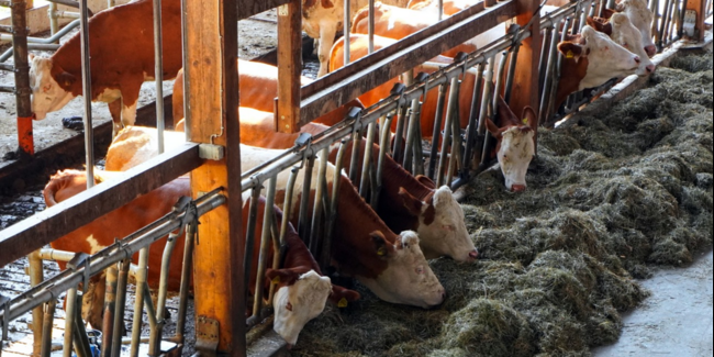 Die anhaltende Trockenheit setzt den Landwirtschaftsbetrieben im Kanton St.Gallen zu. Viele Höfe verfüttern bereits jetzt Heu, das eigentlich als Winterreserve gedacht war.