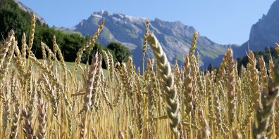 Wildhaus-Alt St. Johann ist neu Genossenschafter bei der Alpsteinmühle.