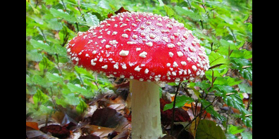 Schön, aber giftig: Der Fliegenpilz.