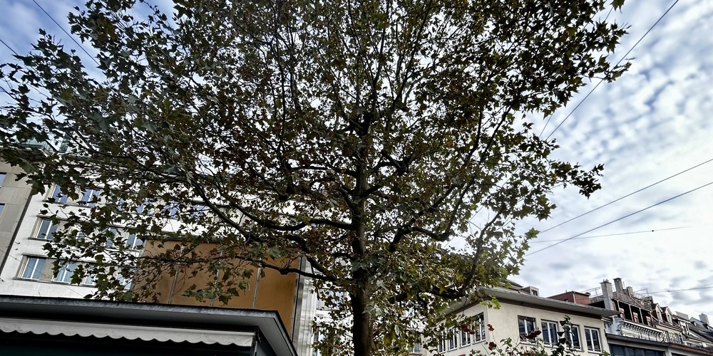 Dieser Baum soll gefällt werden.