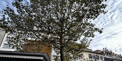 Dieser Baum soll gefällt werden.