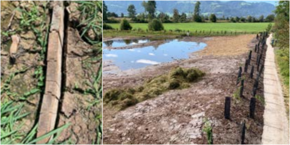 Detailaufnahme: Spundwand nicht mehr bedeckt (l.). Nach Einbau Torf; Schnittgut als zusätzlicher Schutz liegt bereit (r.).