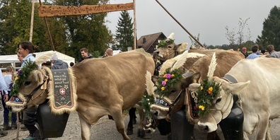 Prächtiger Auftritt der Tiere an der Viehschau 2023.