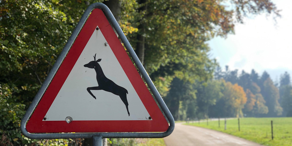 Die Zeitumstellung erhöht die Gefahr von Wildunfällen.