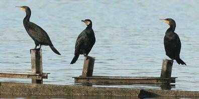 Für den Kormoran am Bodensee sind in der Bodenseeregion mehr Massnahmen notwendig.