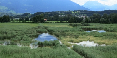 Jedes Jahr fällt im geschützten Kaltbrunner Riet sehr viel Handarbeit an.