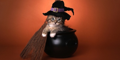 Hexen und ihre Haustiere wurden früher verfolgt