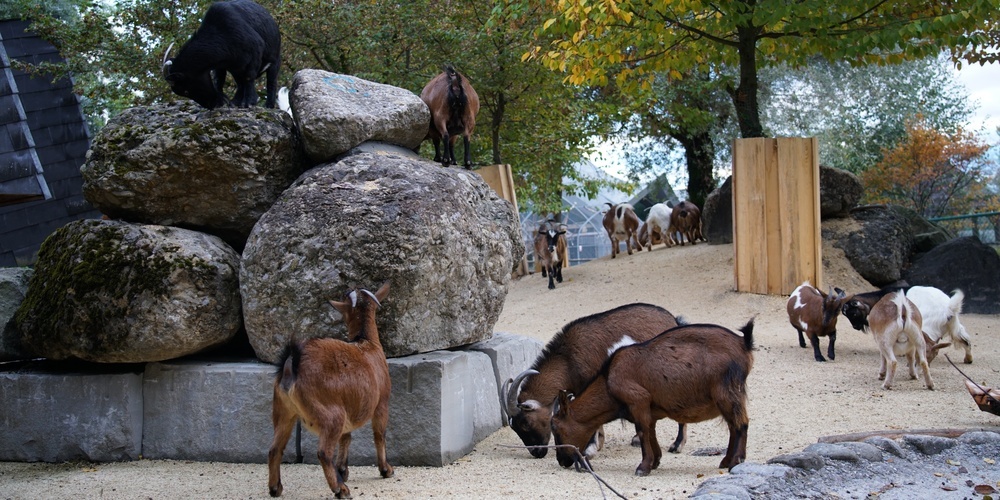 Die Westafrikanischen Zwergziegen gehören zu jenen Tieren im Kinderzoo, mit denen das Publikum direkt in Kontakt treten kann.