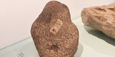 Fossil eines Palmenstrunks, gefunden in Frauenfeld.