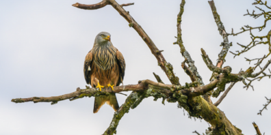 Der Kurs bietet einen Einstieg in die Vogelbeobachtung. 