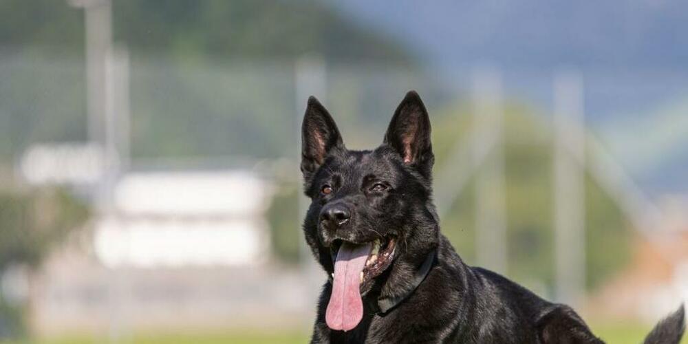 Diensthund Dodge hat einer Führerflucht ein Ende gesetzt. (Archivaufnahme)