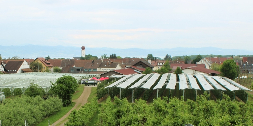 Zweifache Ernte bei dieser Ostschweizer Plantage: oben erneuerbare Energie, unten Äpfel – dank Agri-Photovoltaik.