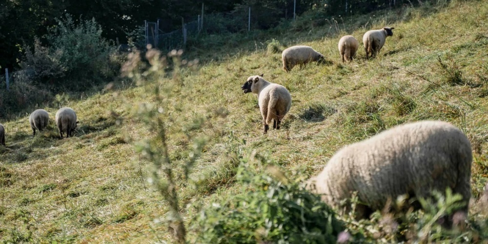 Neben der verschlechternden Tiergesundheit, haben die Schafe erheblichen Frassschaden an den Apfelbäumen verursacht.
