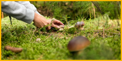 Ende Oktober endet normalerweise die Pilzsaison – dieses Jahr ist es aber anders.