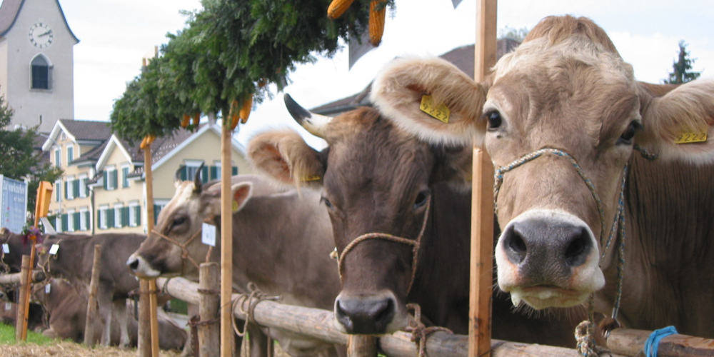 Am 29. September dominieren sauber herausgeputzte Kühe das Ortsbild von Wolfhalden. 