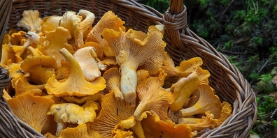 Pflücke nur Pilze, die in einwandfreiem Zustand sind.