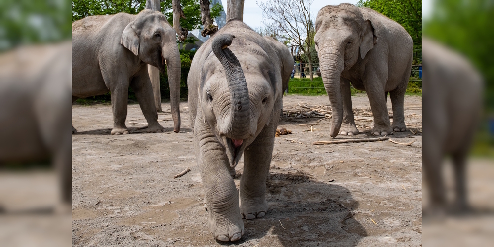 Jüngster der insgesamt neun Elefanten in Knies Kinderzoo ist Karmon (Mitte), geboren am 7. Mai 2022.