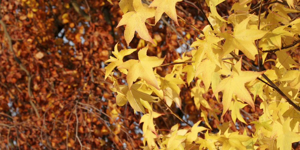  Der Entscheid über die Durchführung des Herbstmarkts wird heute Mittwoch auf der Website des GZ aufgeschaltet. 