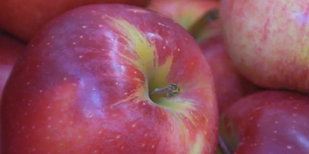 Grosse Sortenvielfalt beim Apfel. 