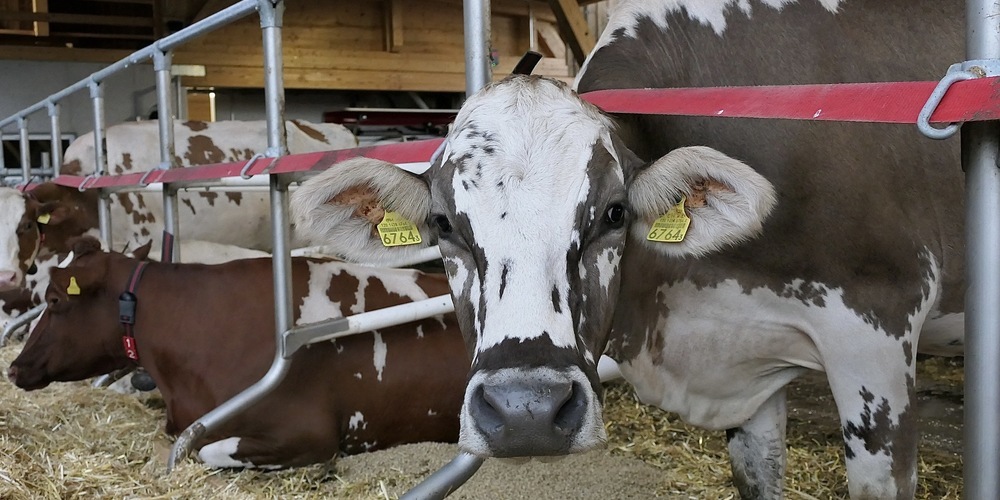 Hält der Winter Einzug, so sind bald auch die Laufhöfe schneebedeckt oder vereist