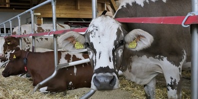 Die Kühe der Familie Sonderegger fühlen sich in ihrem neuen Heim sichtlich wohl