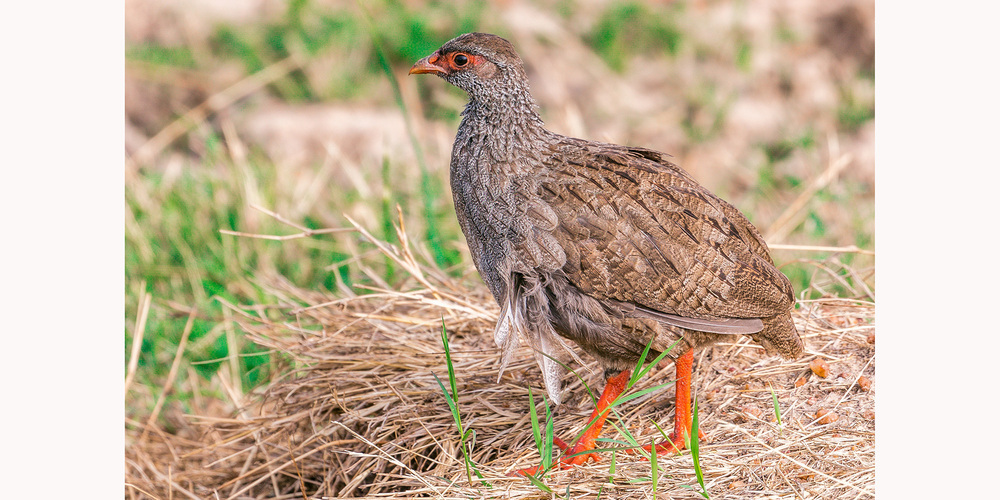 Die Rebhuhn-Population konnte im Klettgau leider nicht stabilisiert werden. Dafür haben sich neue Vogelarten im «Chläggi» angesiedelt.