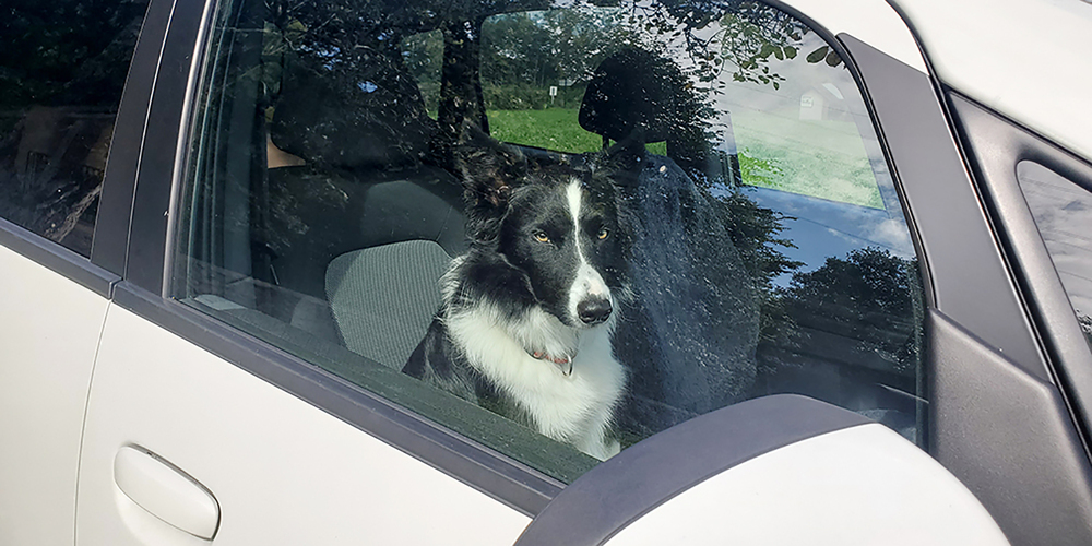 Gerade zur Sommerzeit trifft man nicht selten auf Hunde, die in überhitzten Autos einen Hitzekollaps erleiden. 