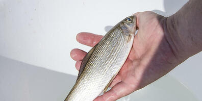 Eine tote Aesche aus dem Rhein. Wegen der hohen Wassertemperatur starben 2018 besonders viele dieser Fische. (Archivbild.)