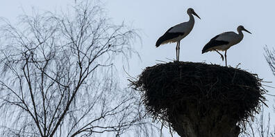 Die Storchenpopulation im Kanton Zürich wächst. Weil die beliebten Vögel auch für Probleme sogen können, prüft der Kanton die Einrichtung einer externen Fachstelle. (Symbolbild)