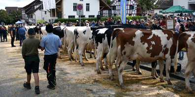 Heute Samstag  fand im Albisrieder Dörfli vor der alten Kirche die traditionelle Viehschau statt.