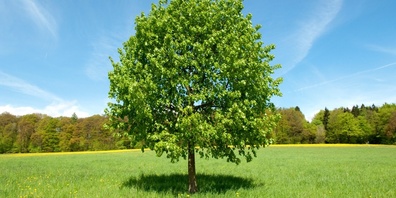 Zur Auswahl der Aktion steht u.a. der Lindenbaum. (Symbolbild)