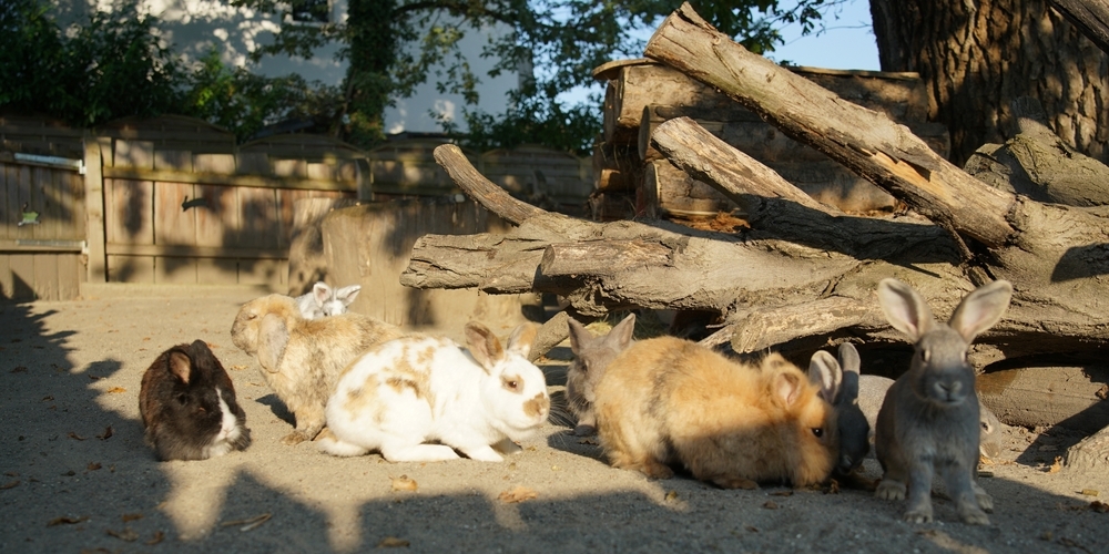 Im Kinderzoo dürfen die insgesamt acht Kaninchen von drei Schweizer Rassen in einem vielfältig strukturierten Gehege leben.