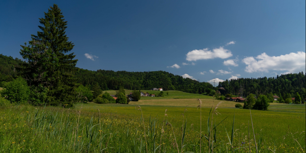 Bild vom Waldrand ob Adetswil auf die Bachtel-Allmen-Kette