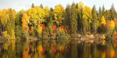 Bunter Blätterwald.
