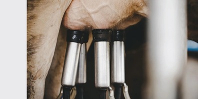 Das Thema «Cybersicherheit in der Landwirtschaft» kann unter anderem auch Melkroboter betreffen.