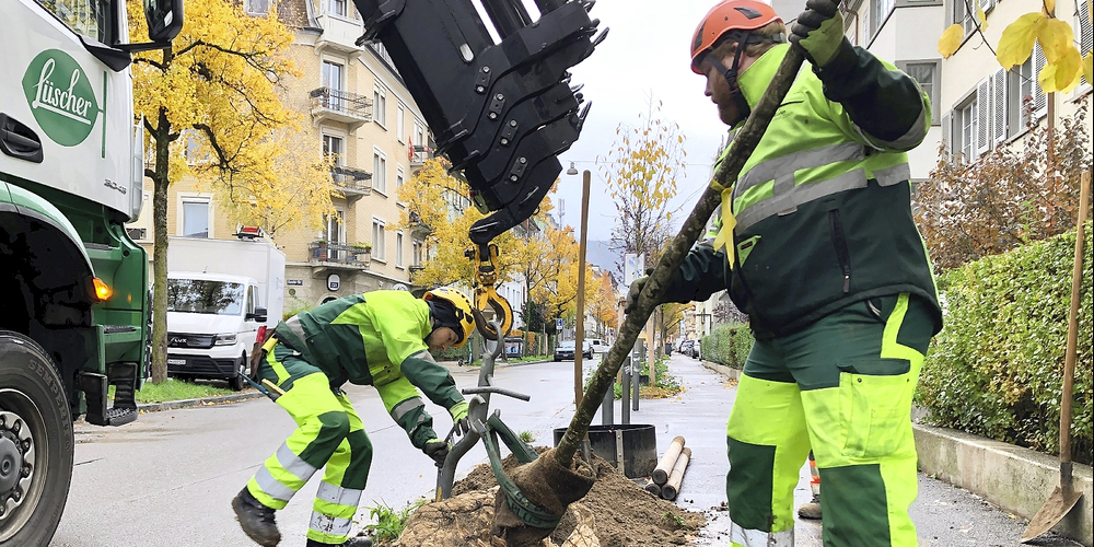 Ein Japanischer Kuchenbaum komplettiert die Allee an der Zypressenstrasse im Kreis 4.