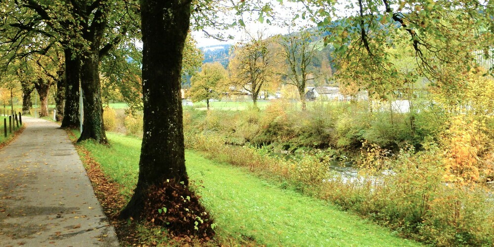 Die Interpellanten fordern den Erhalt der Allee bzw. der Bäume, welche die Thurufer säumen.