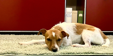 Waldo informiert sich täglich auf Zürich24 – Sie auch?