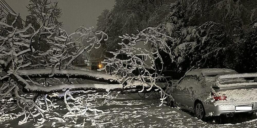Auf der Churer Malixerstrasse knallte Freitagnacht ein Auto in einen zuvor umgestürzten Baum. Die Insassen blieben unverletzt.