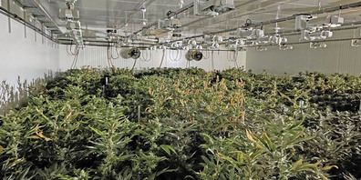 In einer Hanf-Indooranlage wurden mehr als 3500 Drogenhanfpflanzen konfisziert.