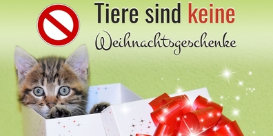 Ein Kätzchen als Haustier? Toll! – Aber: Ein Tier bringt immer auch viel Verantwortung mit sich.