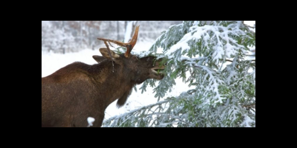Elche machen sich in den Wintermonaten gerne über Tannenbäume her.