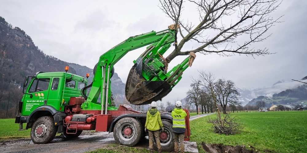 Mit einem Spezialgerät für Grossbaumverpflanzungen, einem Spatenstecher, werden die Bäume mit den Wurzeln ausgestochen und wieder eingepflanzt.